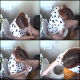 A girl with red hair records herself taking a shit into a toilet in 6 scenes. Audible plops and some pissing, too. Product is visible in a few scenes. Presented in 720P HD. 260MB, MP4 file. Over 16.5 minutes.